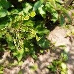 Amphicarpaea bracteata Blatt