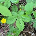 Potentilla simplex Leaf