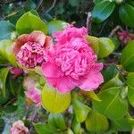 Camellia japonicaKukka