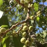 Ficus ingens Fruit