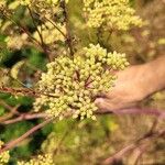 Peucedanum alsaticum Ffrwyth