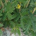 Potentilla pensylvanica Φύλλο