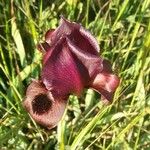 Iris petrana Blüte
