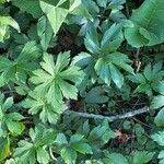 Anemonastrum canadense Leaf