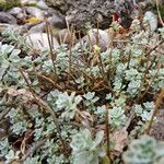 Alyssum wulfenianum Hábito