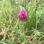 Trifolium purpureum Kwiat