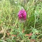 Trifolium purpureum Blomst