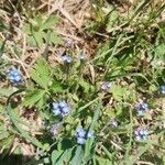 Myosotis arvensis Flower