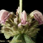 Phlomis samia Flower