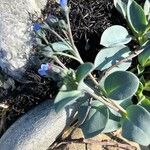 Mertensia maritima Φύλλο