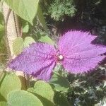 Dalechampia aristolochiifolia Blüte