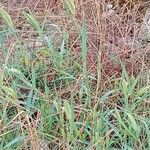 Setaria viridis Hábito