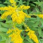 Solidago canadensis Žiedas