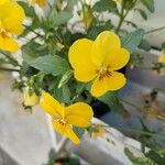 Viola × williamsii Flower