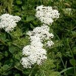 Achillea virescens Kvet