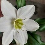 Eucharis × grandiflora Blomma