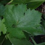 Vitis rupestris Flower