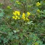 Coronilla glauca Õis