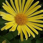 Doronicum caucasicum പുഷ്പം