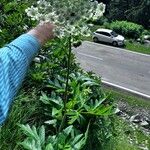 Heracleum lanatum Листок