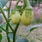 Solanum aethiopicum Vrucht