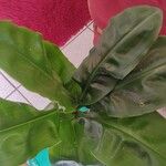 Scadoxus multiflorus Leaf