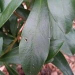 Daphne laureola Blad