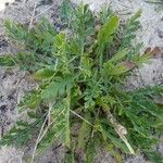 Pycnocomon rutifolium Hoja