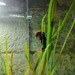 Zostera marina Folha