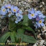 Myosotis corsicana Habitus