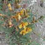 Hoffmannseggia glauca Flower