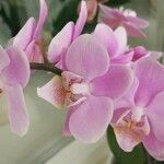 Phalaenopsis × singuliflora Çiçek