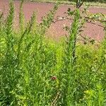 Artemisia biennis Leaf