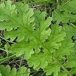 Senecio doria Leaf