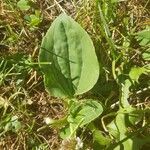 Plantago major Leaf