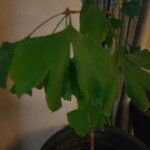 Ginkgo bilobaপাতা