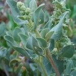 Atriplex jubata Vivejo