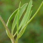 Ranunculus arvensis Blatt