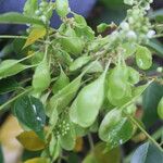 Ateleia herbert-smithii Fruit
