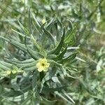 Lithospermum ruderale Blatt