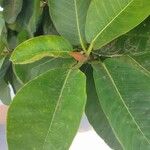 Ficus altissima Blad