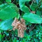 Flemingia strobilifera Blüte