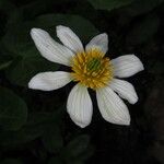 Caltha leptosepala Λουλούδι