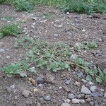 Amaranthus californicus Habitatea