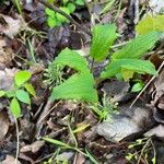 Smilax herbacea Levél