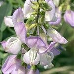 Galega officinalis Blomma