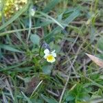 Viola arvensisFlower