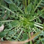 Crepis bursifolia Blad