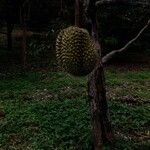 Durio zibethinus Fruit