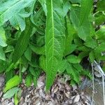 Senecio triangularis Foglia